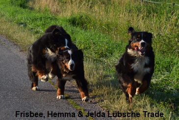 Frisbee, Hemma & Jelda Lbsche Trade