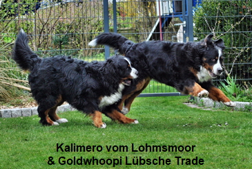 Kalimero vom Lohmsmoor & Goldwhoopi Lbsche Trade