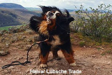 Halvar Lbsche Trade