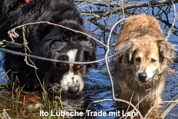 Ito Lbsche Trade mit Leni