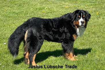 Justus Lbsche Trade