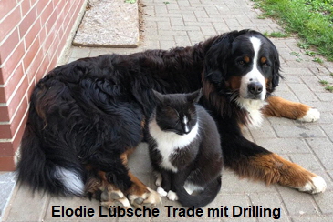 Elodie Lbsche Trade mit Drilling