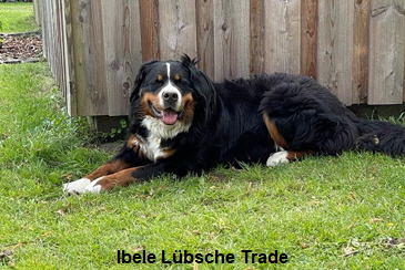 Ibele Lbsche Trade
