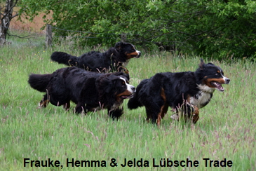 Frauke, Hemma & Jelda Lbsche Trade