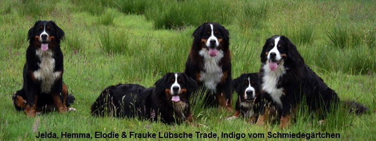 Jelda, Hemma, Elodie & Frauke Lbsche Trade, Indigo vom Schmiedegrtchen
