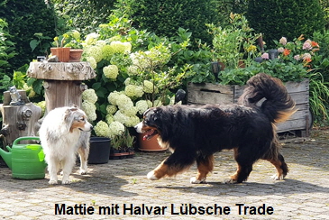 Mattie mit Halvar Lbsche Trade