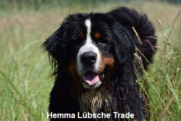 Hemma Lbsche Trade