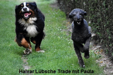 Halvar Lbsche Trade mit Paula