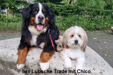 Ilex Lbsche Trade mit Chico