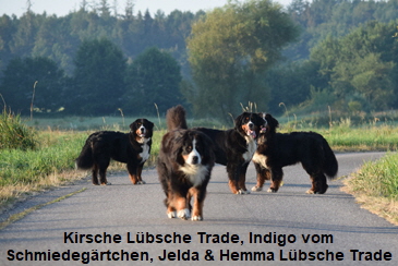 Kirsche Lbsche Trade, Indigo vom Schmiedegrtchen, Jelda & Hemma Lbsche Trade