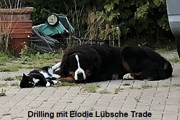 Drilling mit Elodie Lbsche Trade