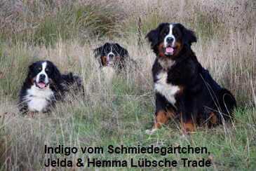Indigo vom Schmiedegrtchen, Jelda & Hemma Lbsche Trade