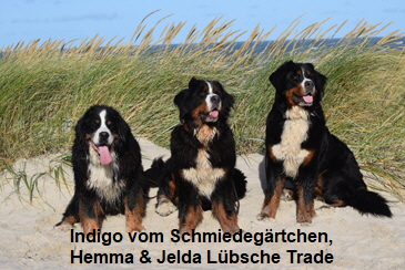 Indigo vom Schmiedegrtchen, Hemma & Jelda Lbsche Trade