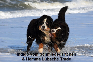 Indigo vom Schmiedegrtchen & Hemma Lbsche Trade