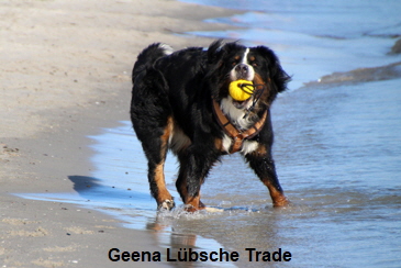 Geena Lbsche Trade