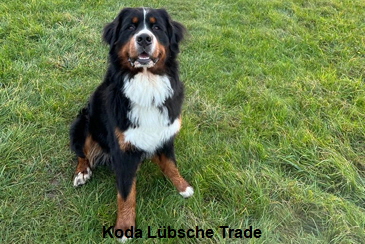 Koda Lbsche Trade