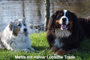 Mattie mit Halvar Lbsche Trade