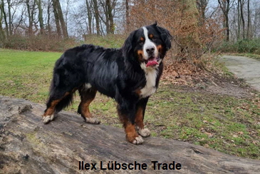 Ilex Lbsche Trade