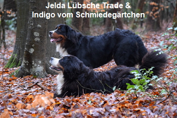 Jelda Lbsche Trade & Indigo vom Schmiedegrtchen