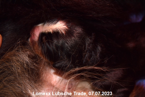Lomexx Lbsche Trade, 07.07.2023