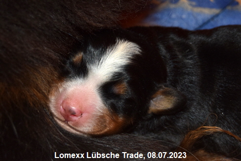 Lomexx Lbsche Trade, 08.07.2023