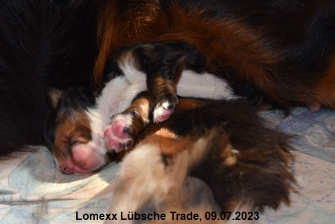 Lomexx Lbsche Trade, 09.07.2023
