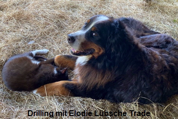 Drilling mit Elodie Lbsche Trade