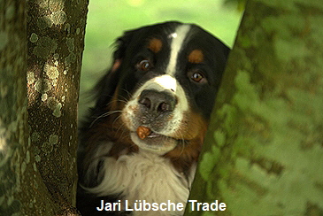 Jari Lbsche Trade