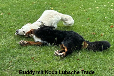 Buddy mit Koda Lbsche Trade