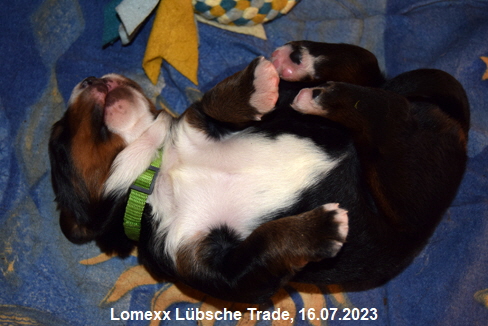 Lomexx Lbsche Trade, 16.07.2023