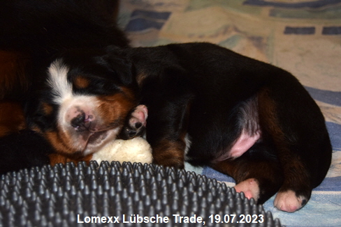 Lomexx Lbsche Trade, 19.07.2023