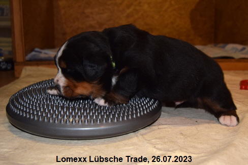 Lomexx Lbsche Trade, 26.07.2023