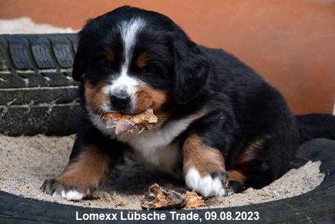 Lomexx Lbsche Trade, 09.08.2023