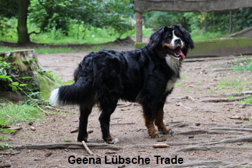 Geena Lbsche Trade