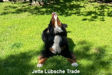 Jette Lbsche Trade