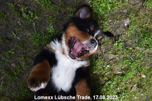 Lomexx Lbsche Trade, 17.08.2023