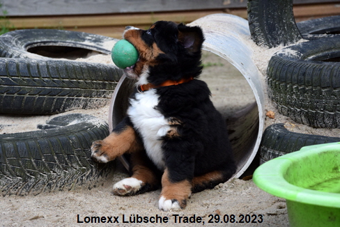 Lomexx Lbsche Trade, 29.08.2023