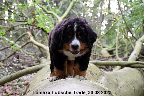 Lomexx Lbsche Trade, 30.08.2023
