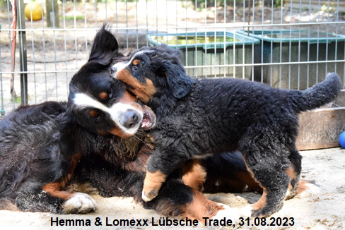 Hemma & Lomexx Lbsche Trade, 31.08.2023