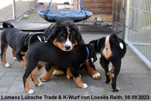 Lomexx Lbsche Trade & K-Wurf von Looses Reith, 08.09.2023