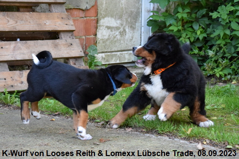 K-Wurf von Looses Reith & Lomexx Lbsche Trade, 08.09.2023