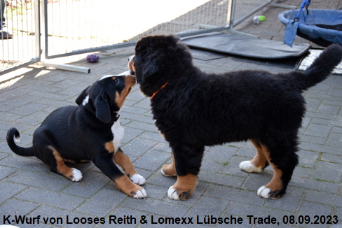 K-Wurf von Looses Reith & Lomexx Lbsche Trade, 08.09.2023
