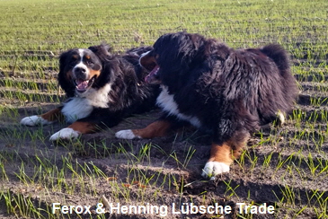 Ferox & Henning Lbsche Trade