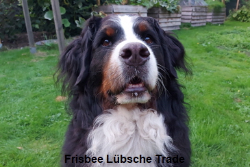 Frisbee Lbsche Trade