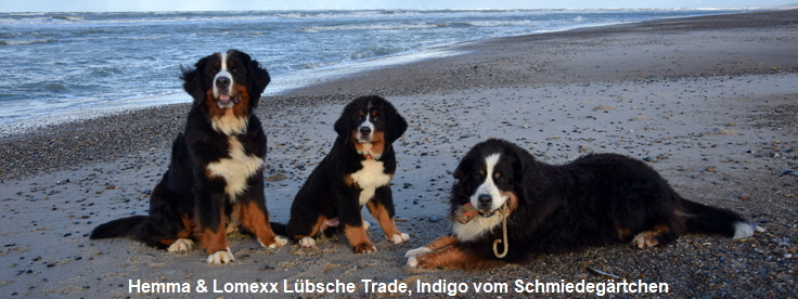 Hemma & Lomexx Lbsche Trade, Indigo vom Schmiedegrtchen