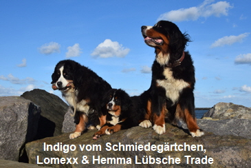 Indigo vom Schmiedegrtchen, Lomexx & Hemma Lbsche Trade