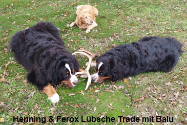 Henning & Ferox Lbsche Trade mit Balu