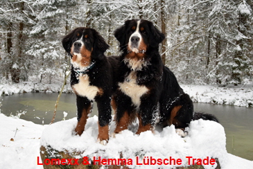 Lomexx & Hemma Lbsche Trade