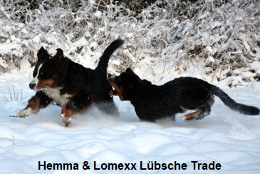 Hemma & Lomexx Lbsche Trade