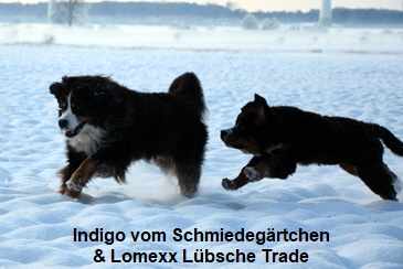 Indigo vom Schmiedegrtchen & Lomexx Lbsche Trade